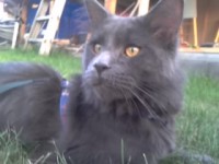 /album/fotogaleria-caspian-of-vesper-sk/a2012-07-01-20-06-22-0-jpg/